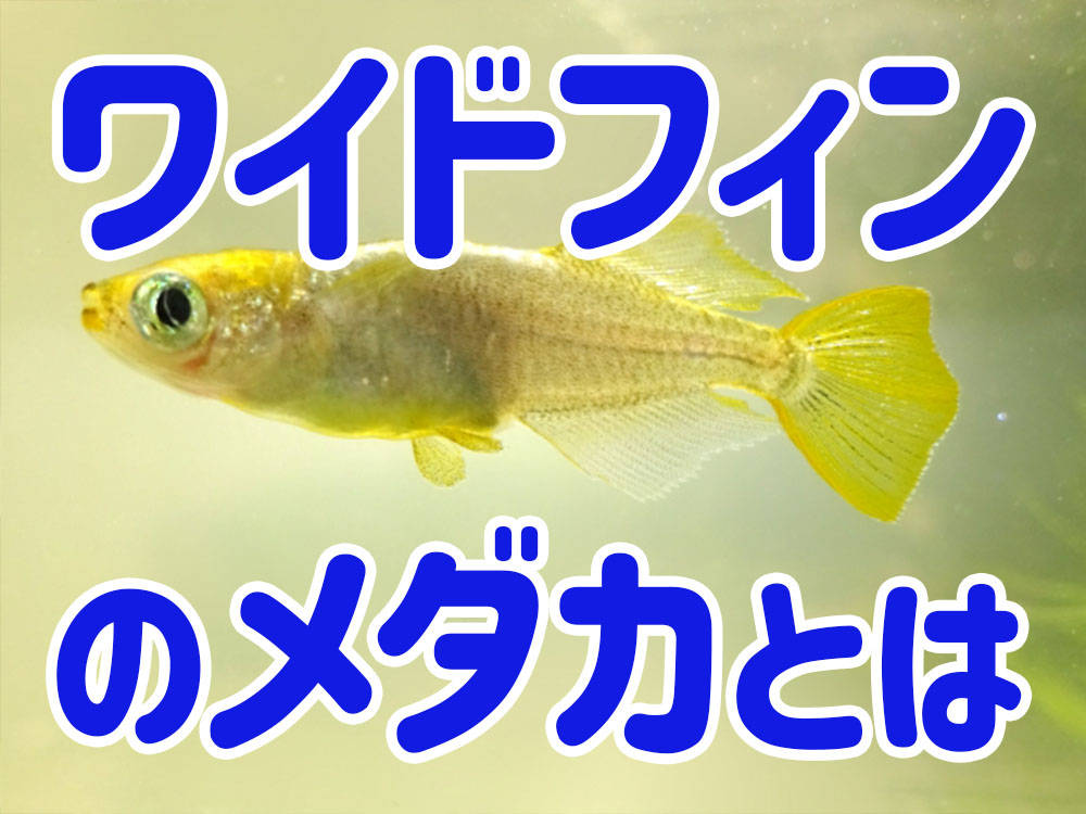 ワイドフィンのメダカとは！特徴からおすすめ品種3選と飼育容器のサムネイル画像