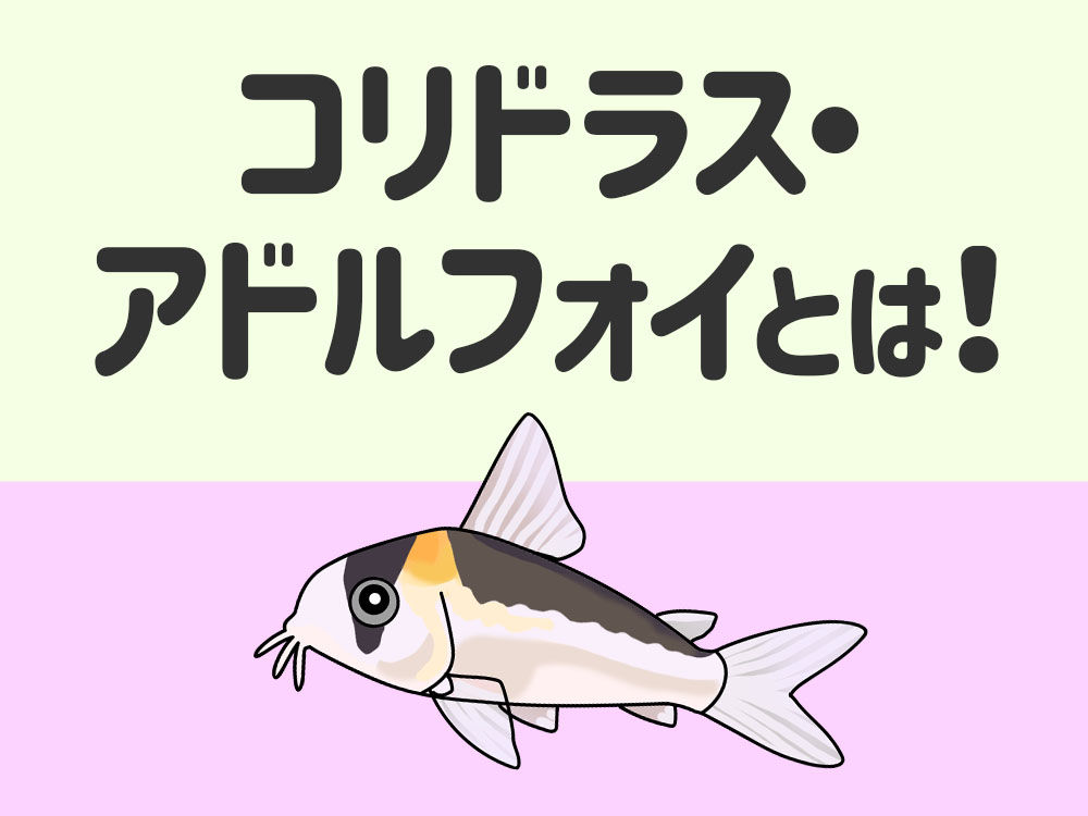 コリドラス・アドルフォイとは!特徴と飼い方・似ている品種などを解説のサムネイル画像
