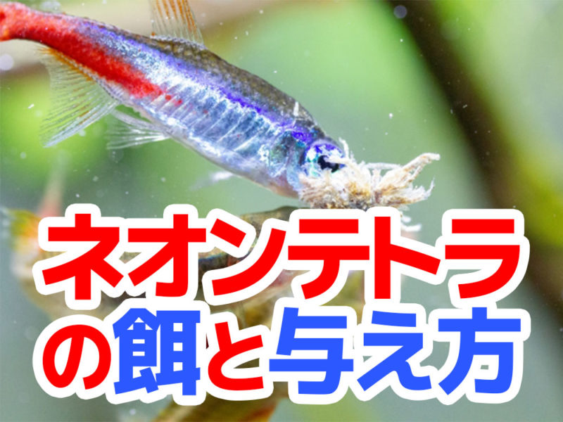 ネオンテトラの餌と与え方の文字と餌を食べるネオンテトラの仲間