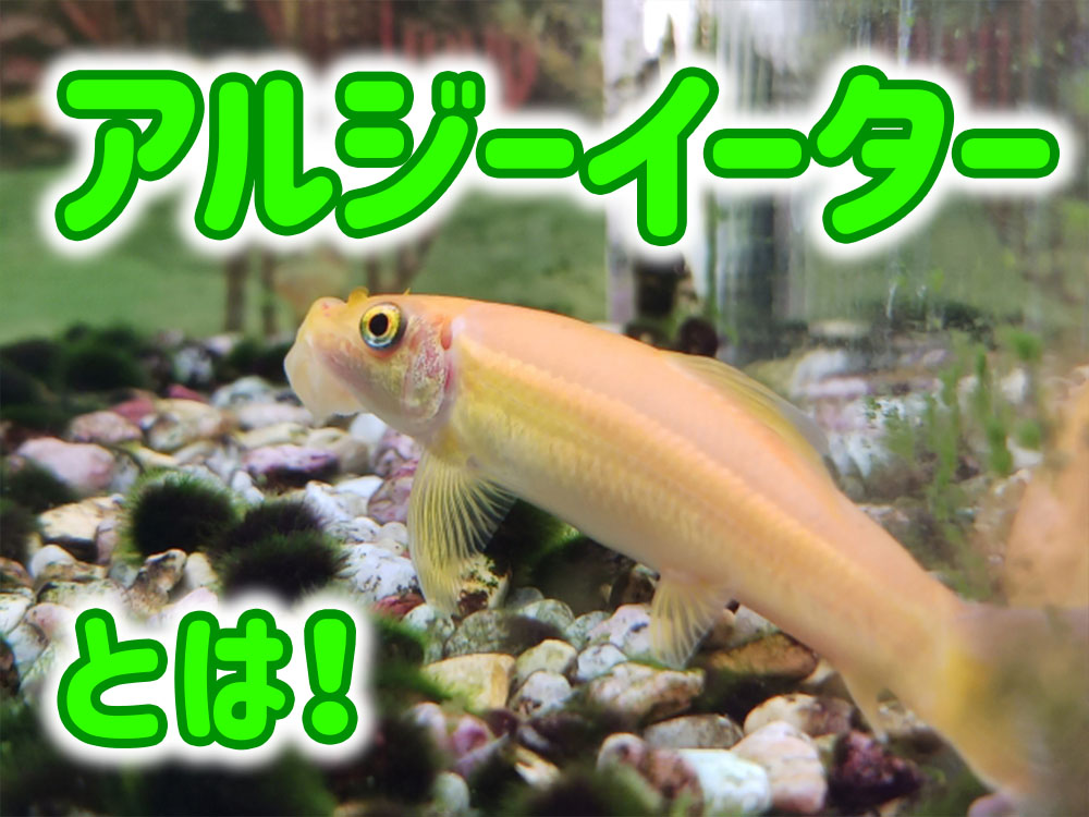 アルジーイーターとは!特徴からコケ取り、飼育の注意点まで解説しますのサムネイル画像