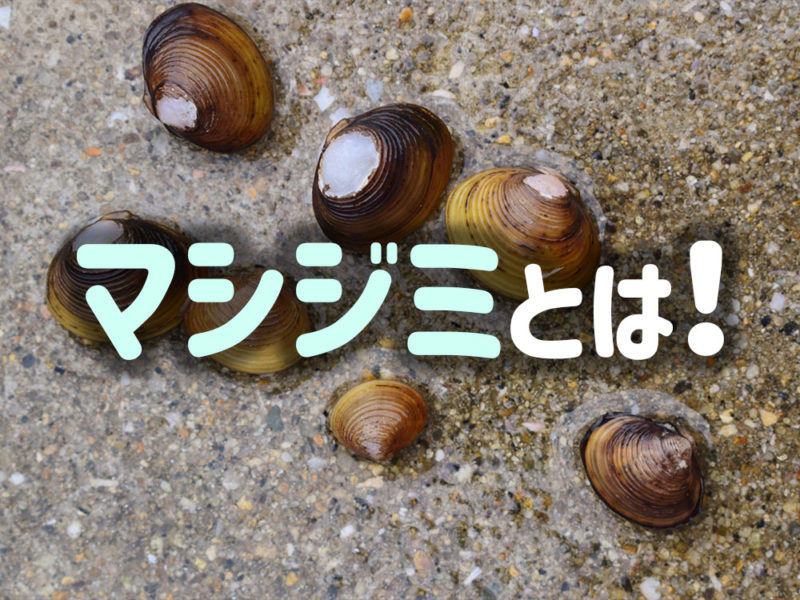 マシジミとは！の文字と砂の上に置かれた二枚貝の見出し画像