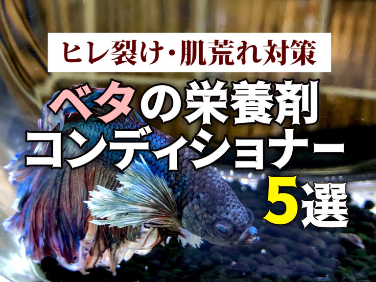 ヒレ裂け・肌荒れ対策に！ベタの栄養剤・コンディショナー5選！のサムネイル画像
