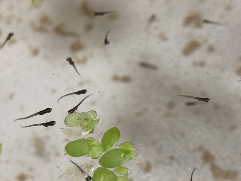 水面に浮かぶ浮き草と泳ぐメダカの稚魚たち