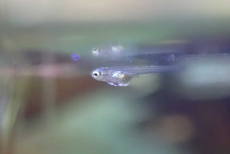水面に反射するメダカの稚魚と膨らんだ腹部