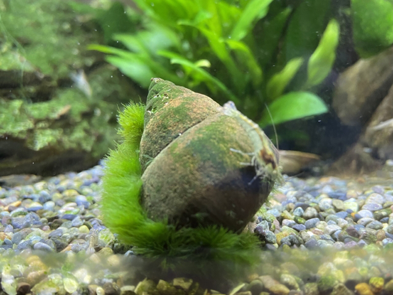 苔の付着した貝と水槽底砂に佇む小さなエビ