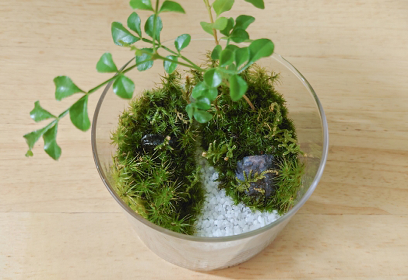 ガラス容器内の苔と植物と白い砂のテラリウム