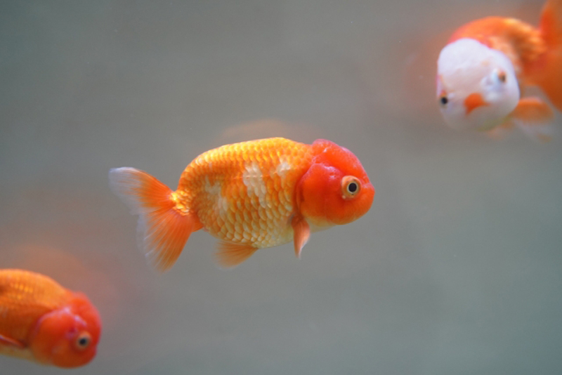 水槽内を泳ぐオレンジ色と白の金魚の群れ