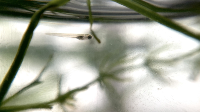 水草の間を泳ぐメダカの稚魚とマツモの仲間