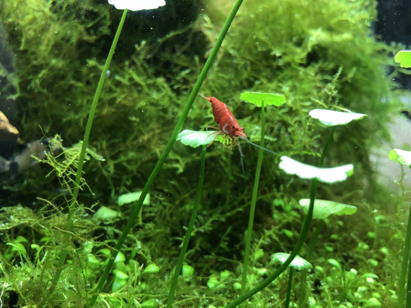 水草の葉に乗る赤いヌマエビの仲間と緑の苔の背景