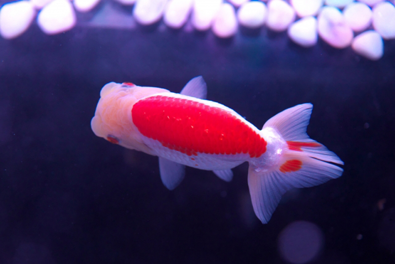 白い砂利と背中が赤い金魚の俯瞰画像
