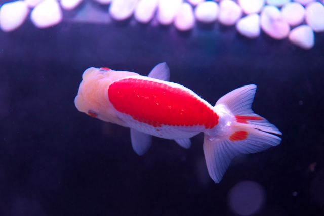 水槽内を泳ぐ背中が赤い金魚と上部の白い砂利