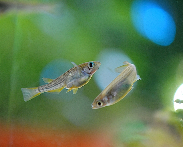 水草を背景に泳ぐ2匹のメダカと水槽内の青い光の玉