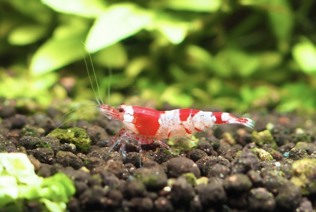 ソイルの上にいる赤白模様のシュリンプと背景の水草