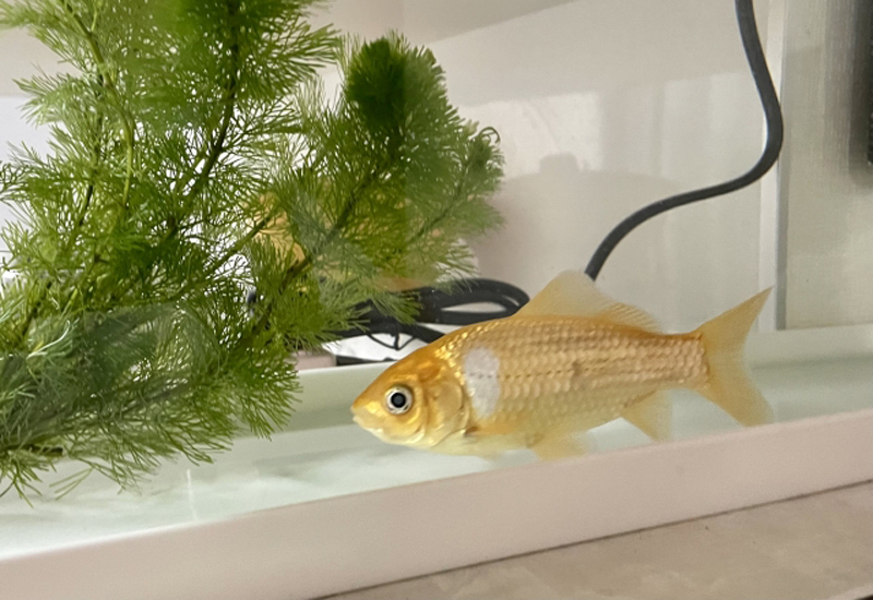 水草の横を泳ぐ金魚と白い水槽の底面