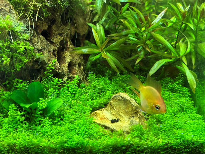 水草の絨毯の上を泳ぐ黄色い熱帯魚と石のレイアウト