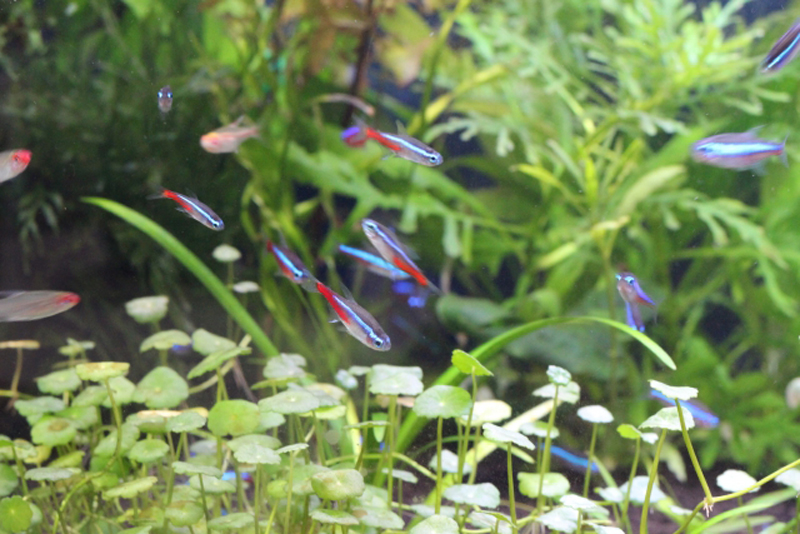 水草水槽を泳ぐネオンテトラの仲間と小型熱帯魚群