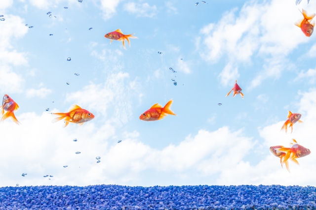 青空を背景に泳ぐ金魚と青い砂利と気泡