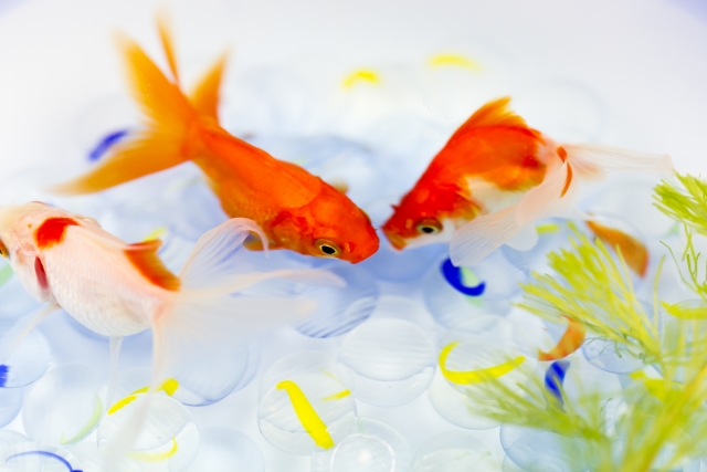 ビー玉を敷いた水槽で泳ぐ3匹の金魚と水草