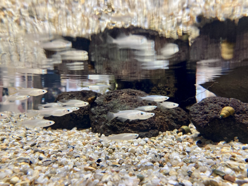 砂利と溶岩石の水槽内を泳ぐメダカの群れ
