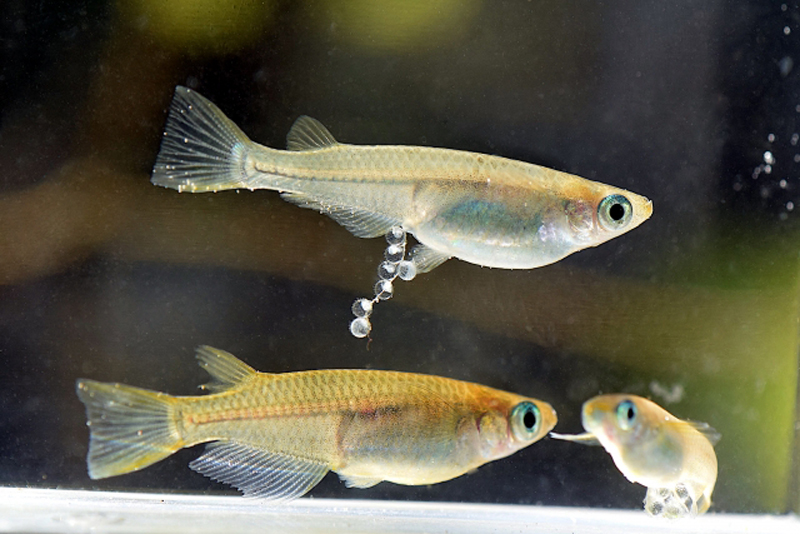 腹部に卵をぶら下げて泳ぐメダカのペアと稚魚の姿