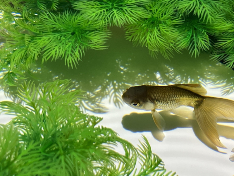 水草の間を泳ぐ黒い金魚と白い底砂の風景