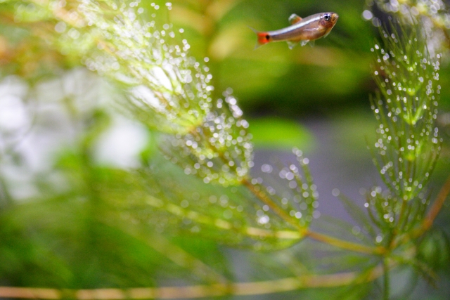 気泡の付いた水草と泳ぐ小型カラシン