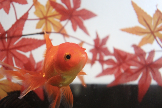 紅葉の造花を背景に泳ぐ赤い金魚の正面写真