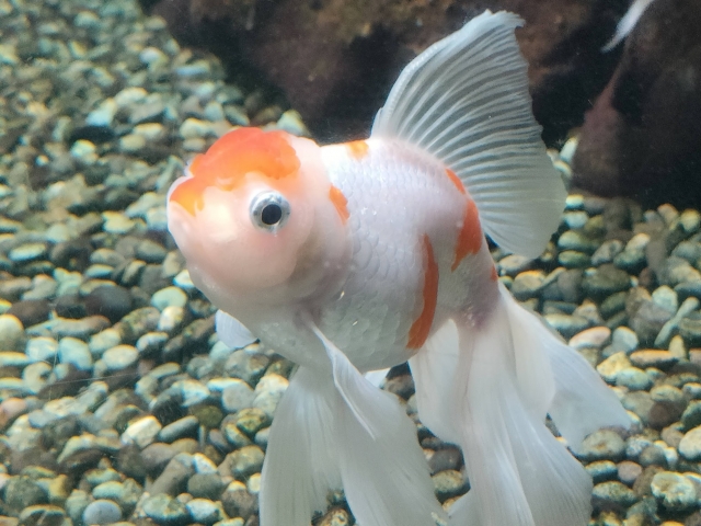 砂利の上を泳ぐ紅白模様の金魚と大きな尾ひれ