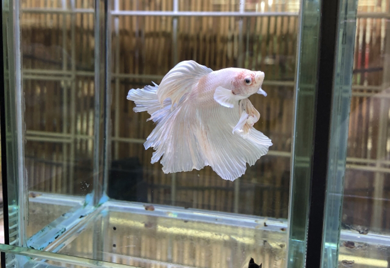 ガラス容器で泳ぐ白いベタと背景の竹垣風の格子