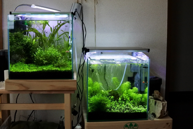 水草が茂る2つの小型水槽と照明器具の設置風景