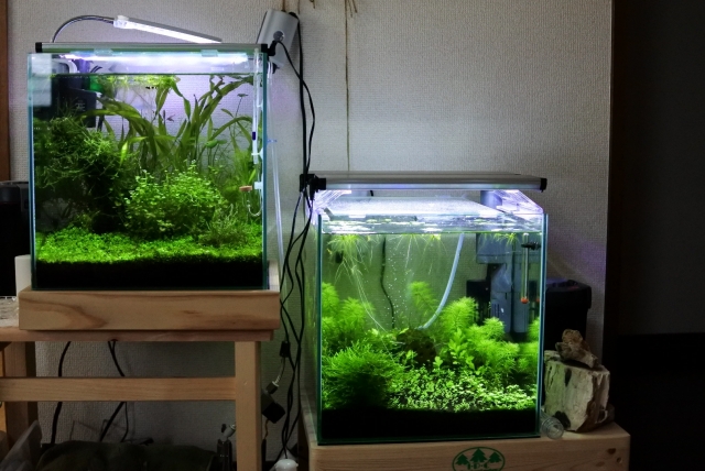 水草が茂る二つの小型水槽と照明器具の設置風景