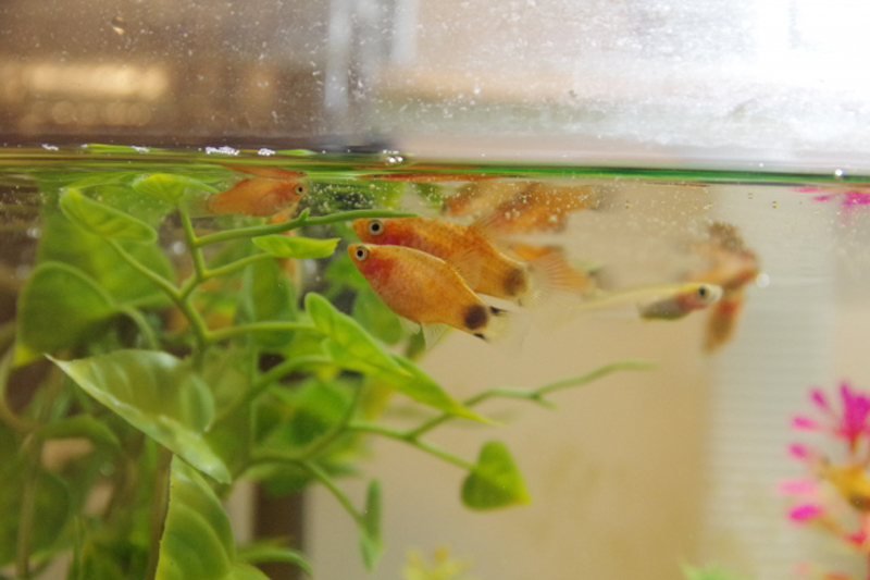 水槽の水面付近を泳ぐオレンジ色の熱帯魚と人工水草