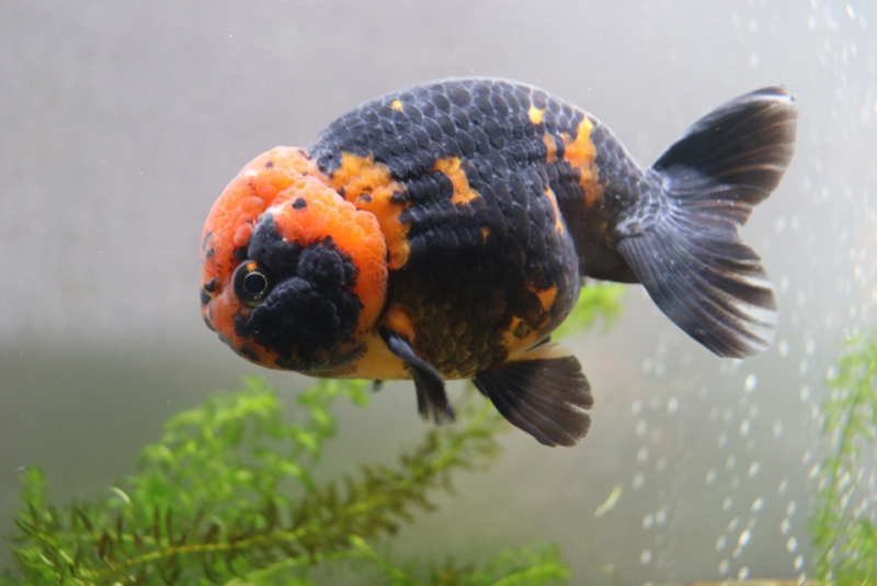 黒とオレンジの斑模様がある金魚と水草の入った水槽内