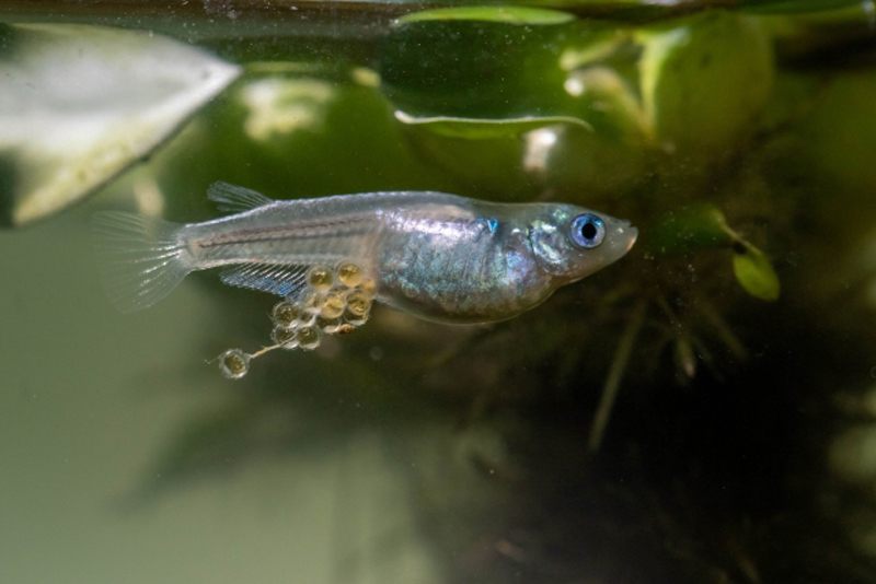腹部に卵を抱えて泳ぐメダカと水面に浮かぶ水草