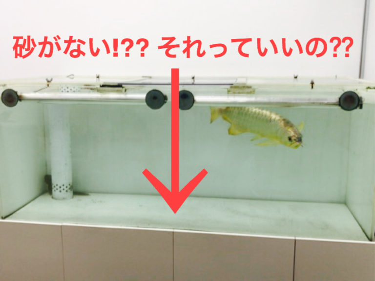 砂がない！？それっていいの？？の文字と大型魚の水槽
