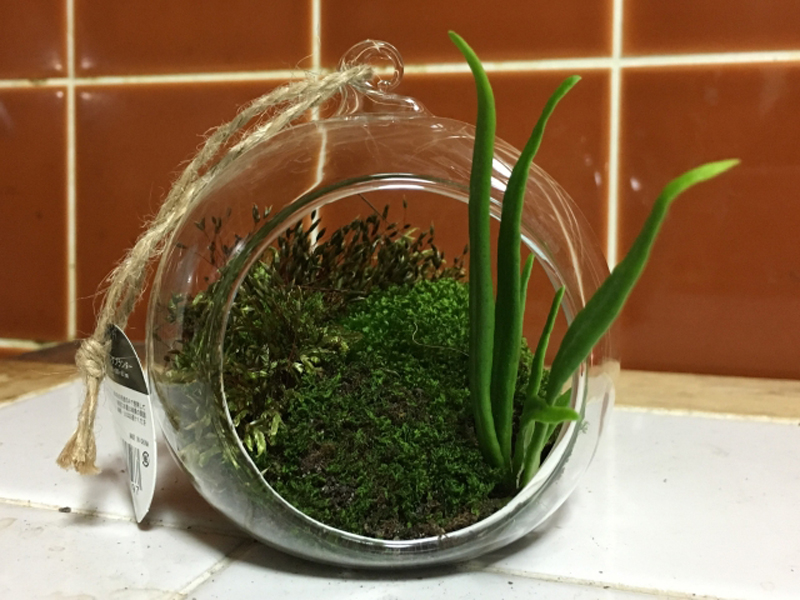 丸型ガラス容器に入った苔と細長い植物のテラリウム