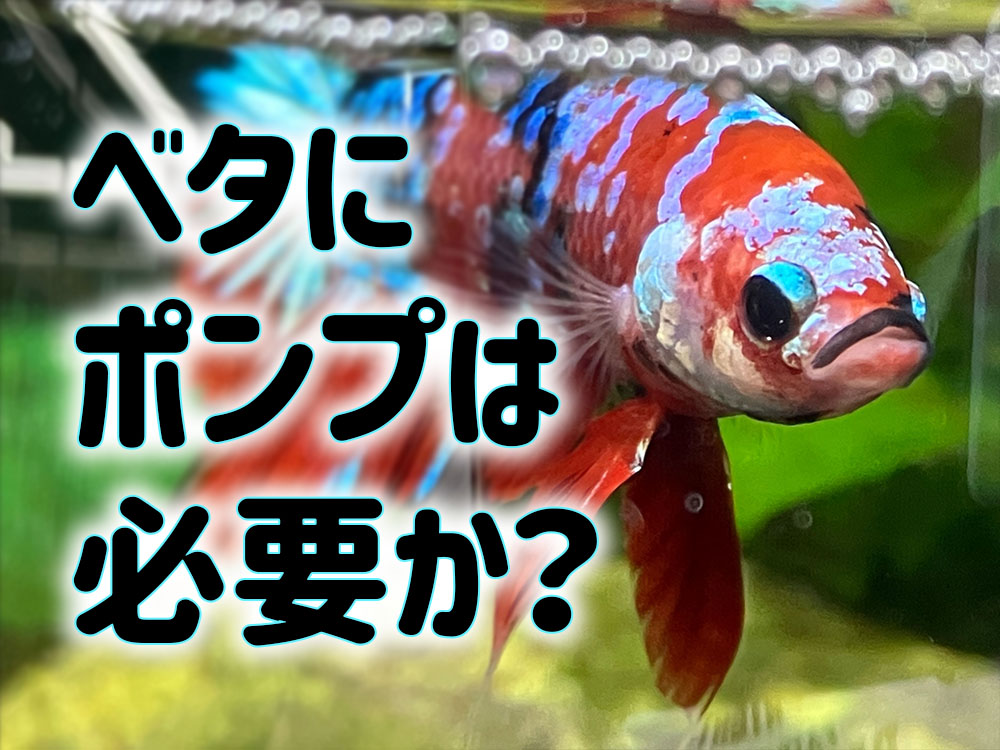 ベタにポンプは必要か!無いほうが良いケースとおすすめポンプのサムネイル画像