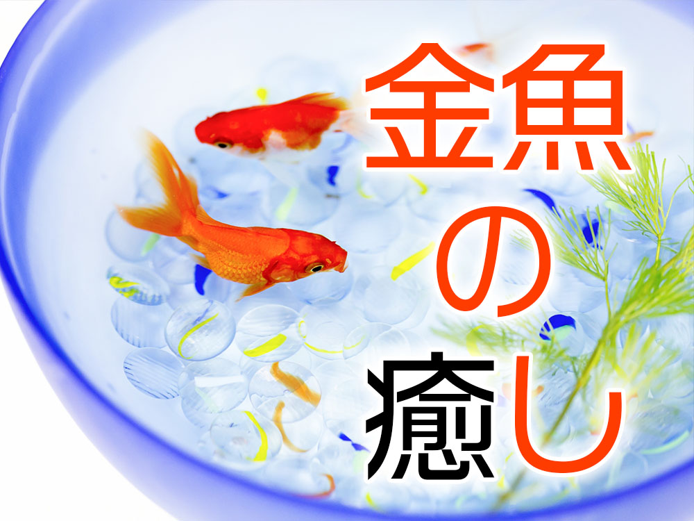 金魚の癒しとは！可愛さとリラックス効果・水槽レイアウトとおすすめ品種のサムネイル画像