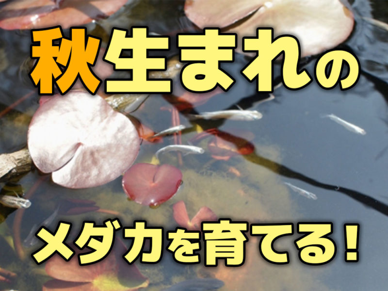 秋生まれのメダカを育てるの文字と水草の間を泳ぐメダカ