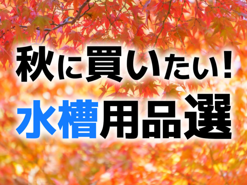秋に買いたい水槽用品選の文字と紅葉の背景画像