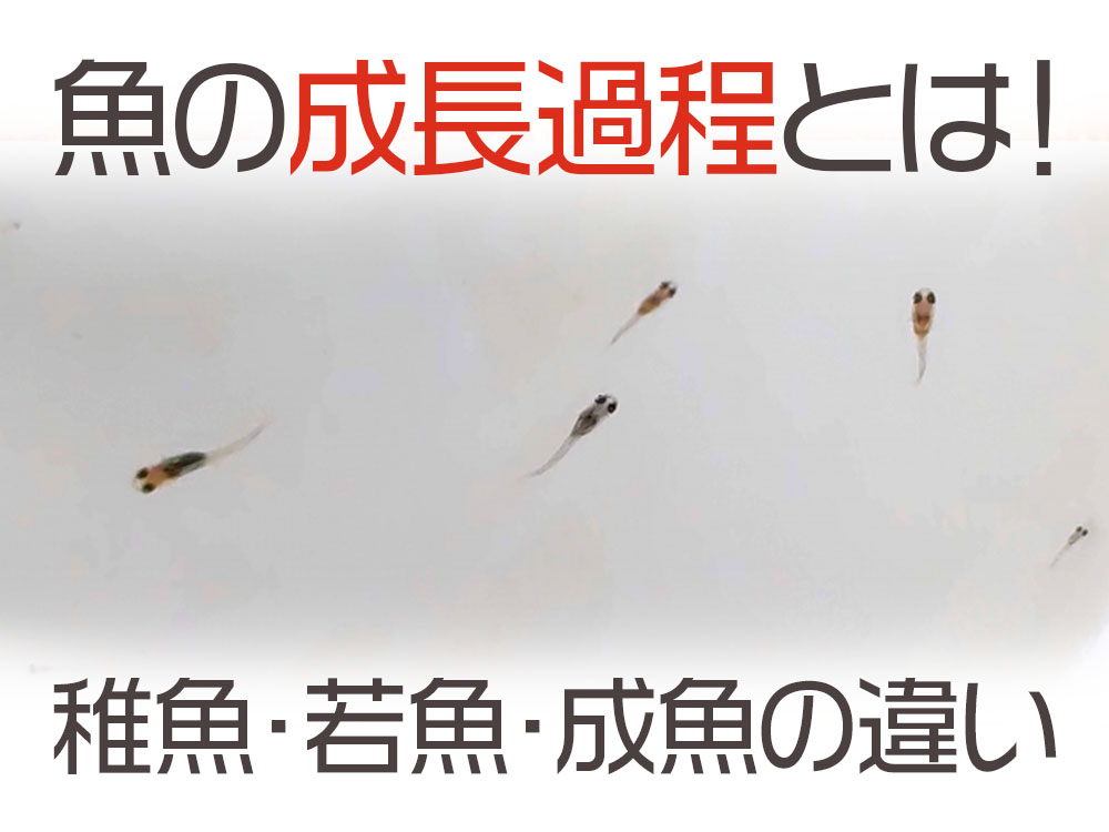 魚の成長過程とは!稚魚・若魚・成魚の違いをメダカをモデルに解説のサムネイル画像