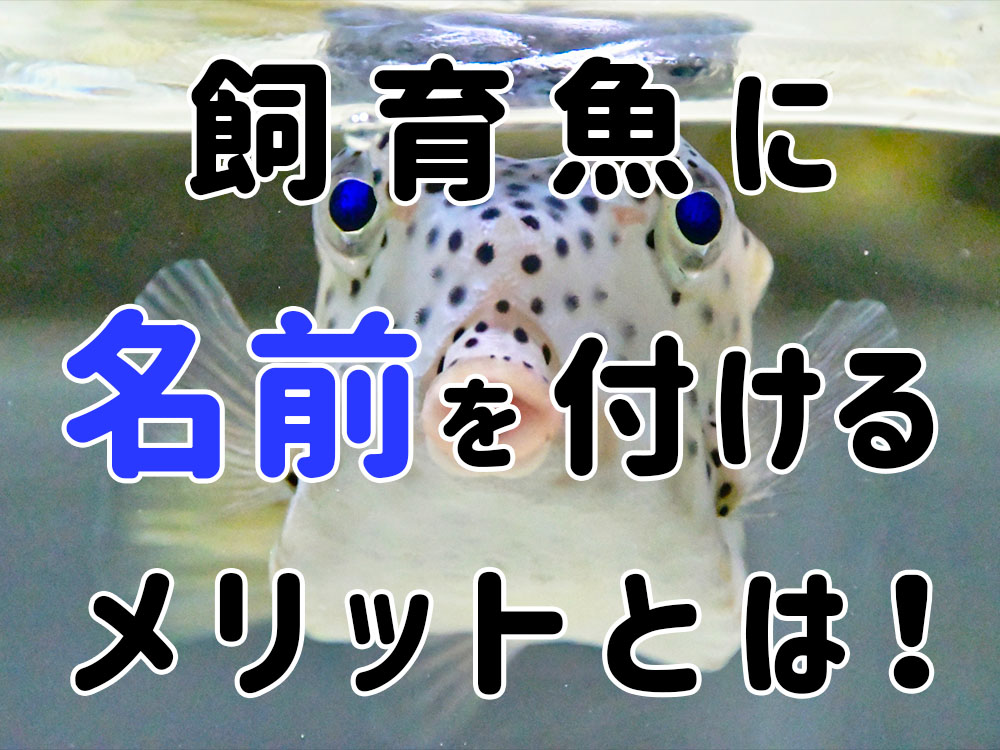 飼育魚に名前を付ける効果とは！名前が必要・不要なケースも考えるのサムネイル画像