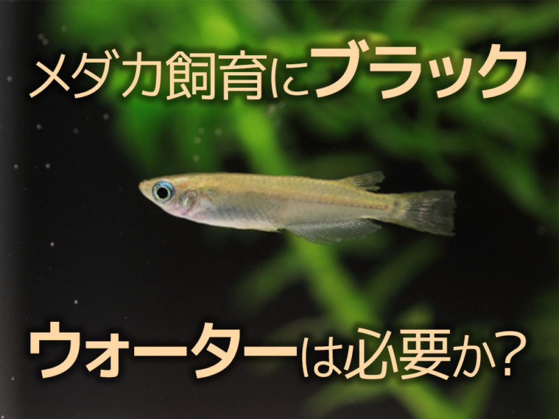 メダカ飼育にブラックウォーターは必要かの見出し画像