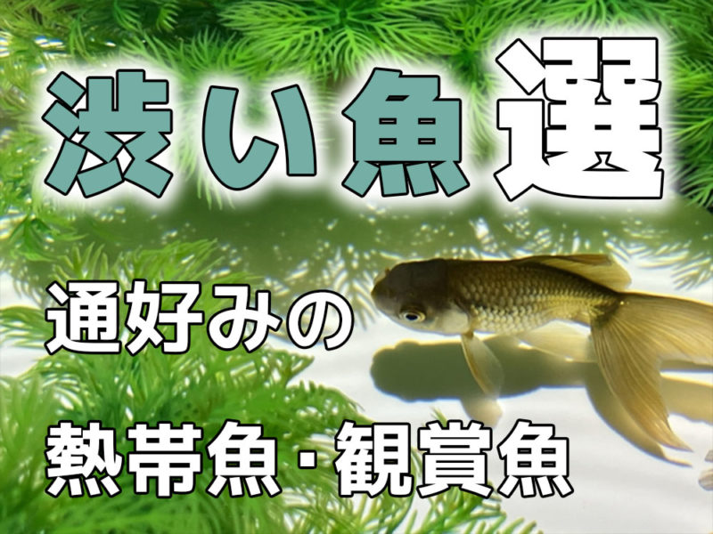渋い魚選・通好みの熱帯魚・観賞魚の見出し画像