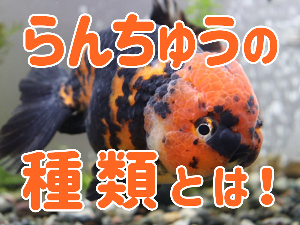 らんちゅうの種類とは！系統の解説から主な人気品種までご紹介しますのサムネイル画像