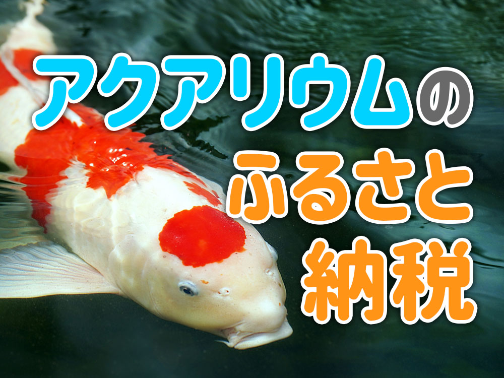 アクアリウムのふるさと納税とは!おすすめ返礼品・生体をご紹介のサムネイル画像