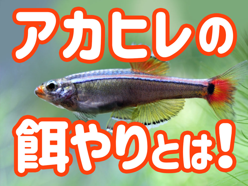 アカヒレの餌とは！おすすめの餌や与え方まで飼育成功へのポイントのサムネイル画像