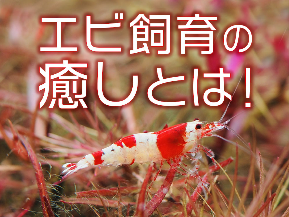 エビ飼育の癒しとは！癒される理由とおすすめの楽しみ方までご紹介のサムネイル画像
