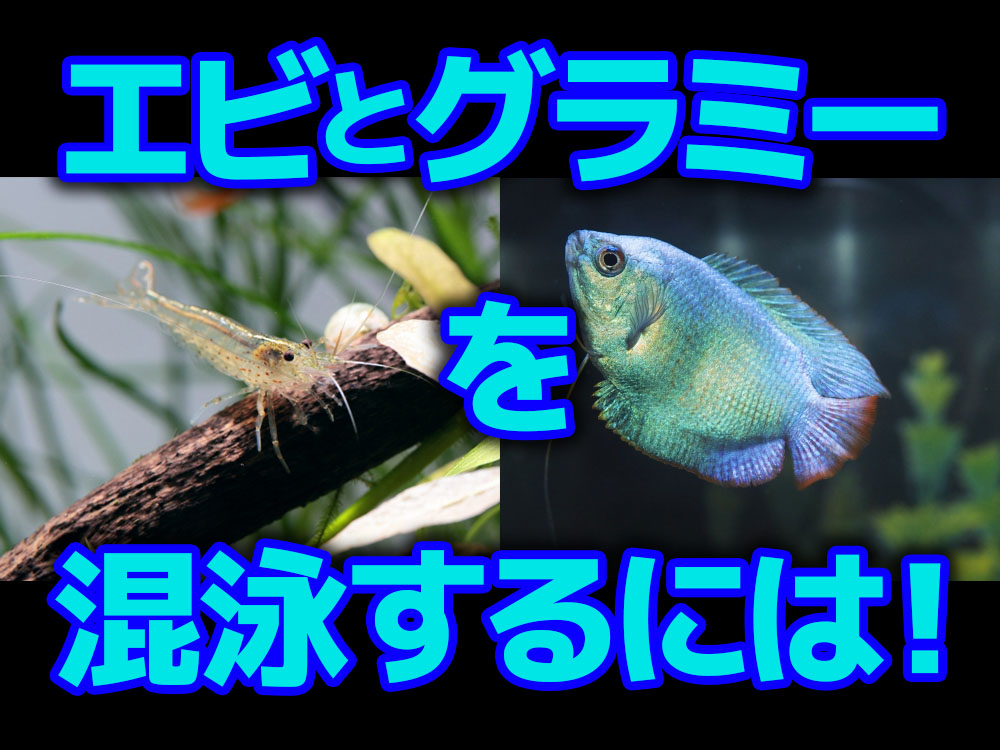 エビとグラミーを混泳するには!捕食注意?安全度を上げる混泳ポイントのサムネイル画像
