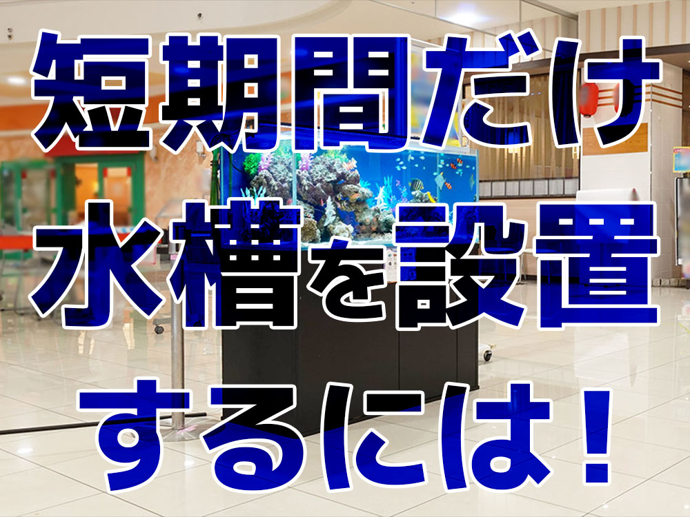 短期間だけ水槽を設置するには!短期の水槽設置を自分で行うポイント